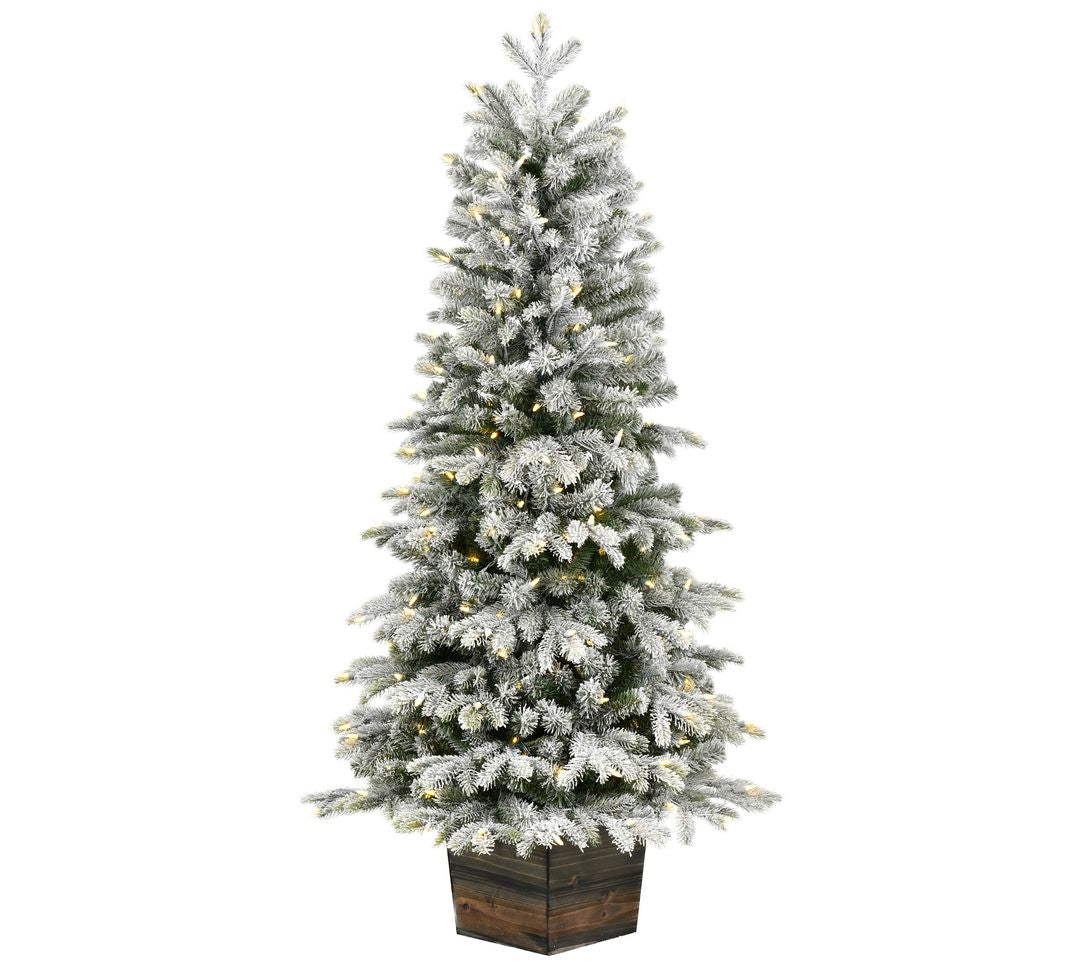 Vickerman 5'x32" Frost Wendell Potted DuraLt 200WW