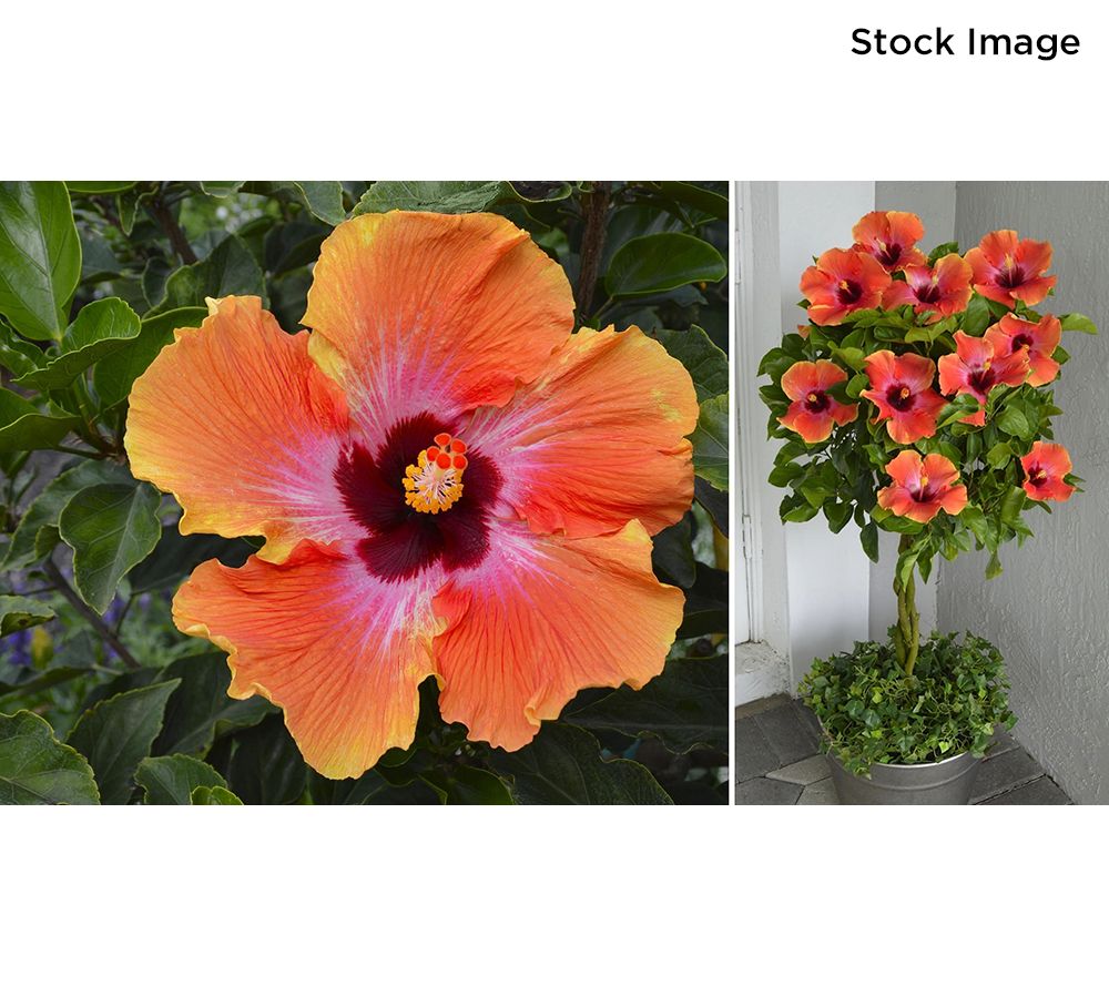 Cottage Farms 1-Piece Fiesta Braided Hibiscus Tree Live Plant