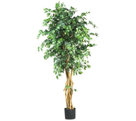6' Multi-Trunk Ficus Tree by Nearly Natural