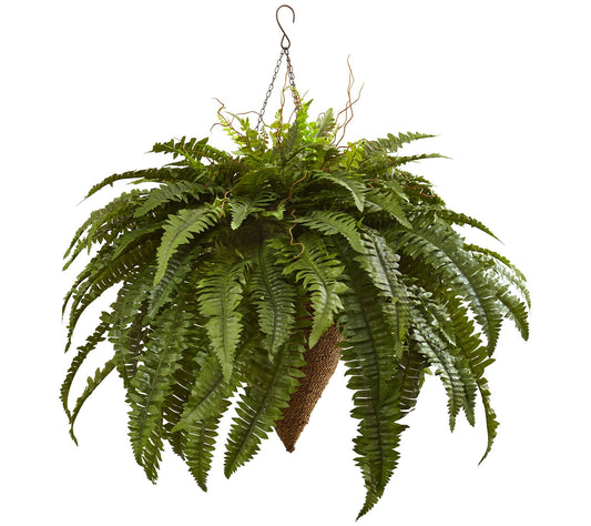 Giant Boston Fern with Cone Hanging Basket