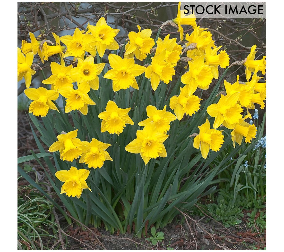 Van Zyverden Daffodils Dutch Master Set of 100 Bulbs