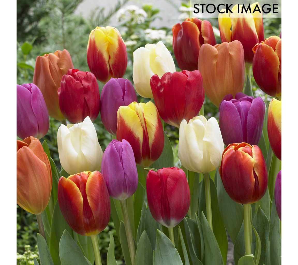 Van Zyverden Tulips Triumph Mixture Set of 100 Bulbs