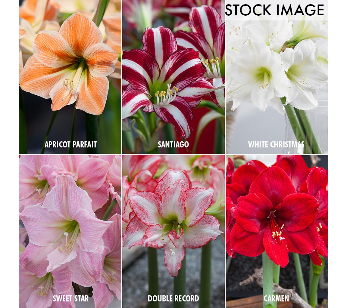 Van Zyverden Exotic Amaryllis For Collectors Set of 6 bulbs