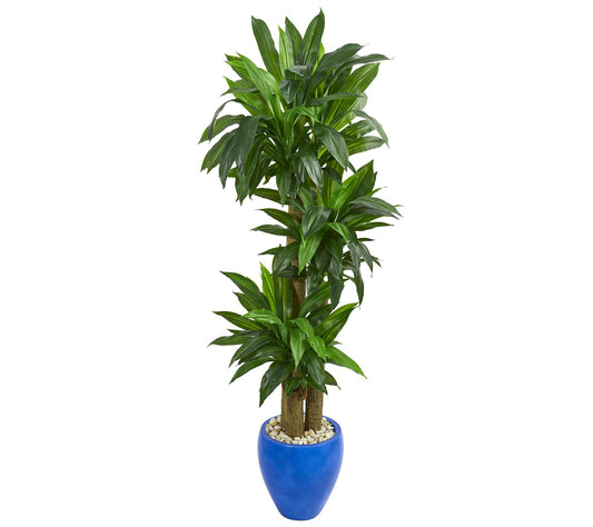 6' Cornstalk Dracaena in Blue Planter by Nearly Natural