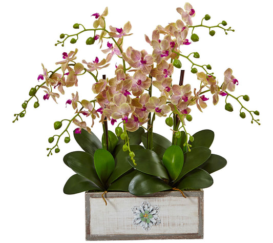 Phalaenopsis Orchid Arrangement in Vase by Nearly Natural