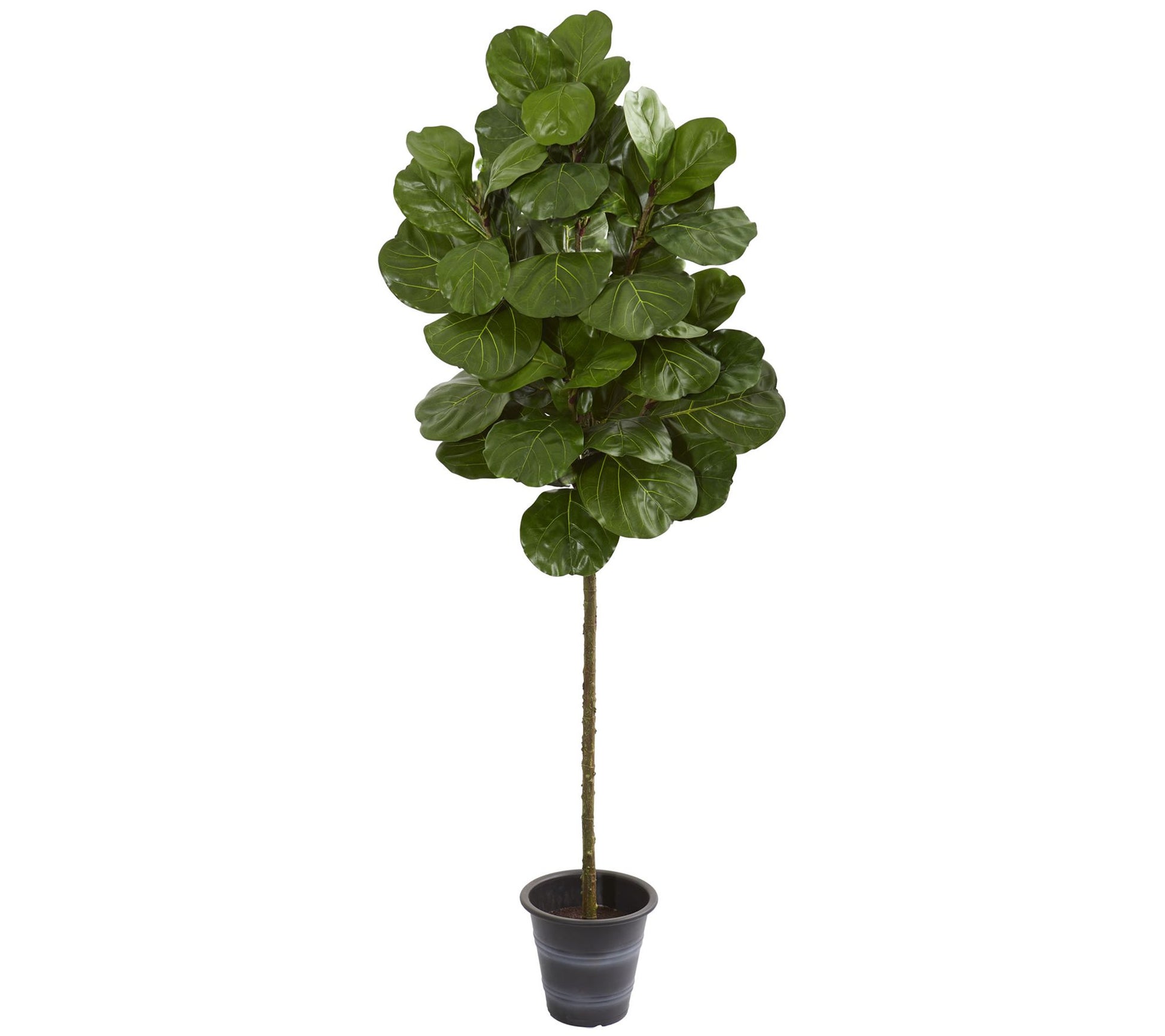 6.5' Fiddle Leaf Tree With Planter by Nearly Natural