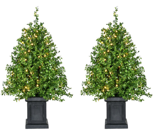 Fraser Hill Farm 4' Boxwood Porch Tree in Black Pot S/2