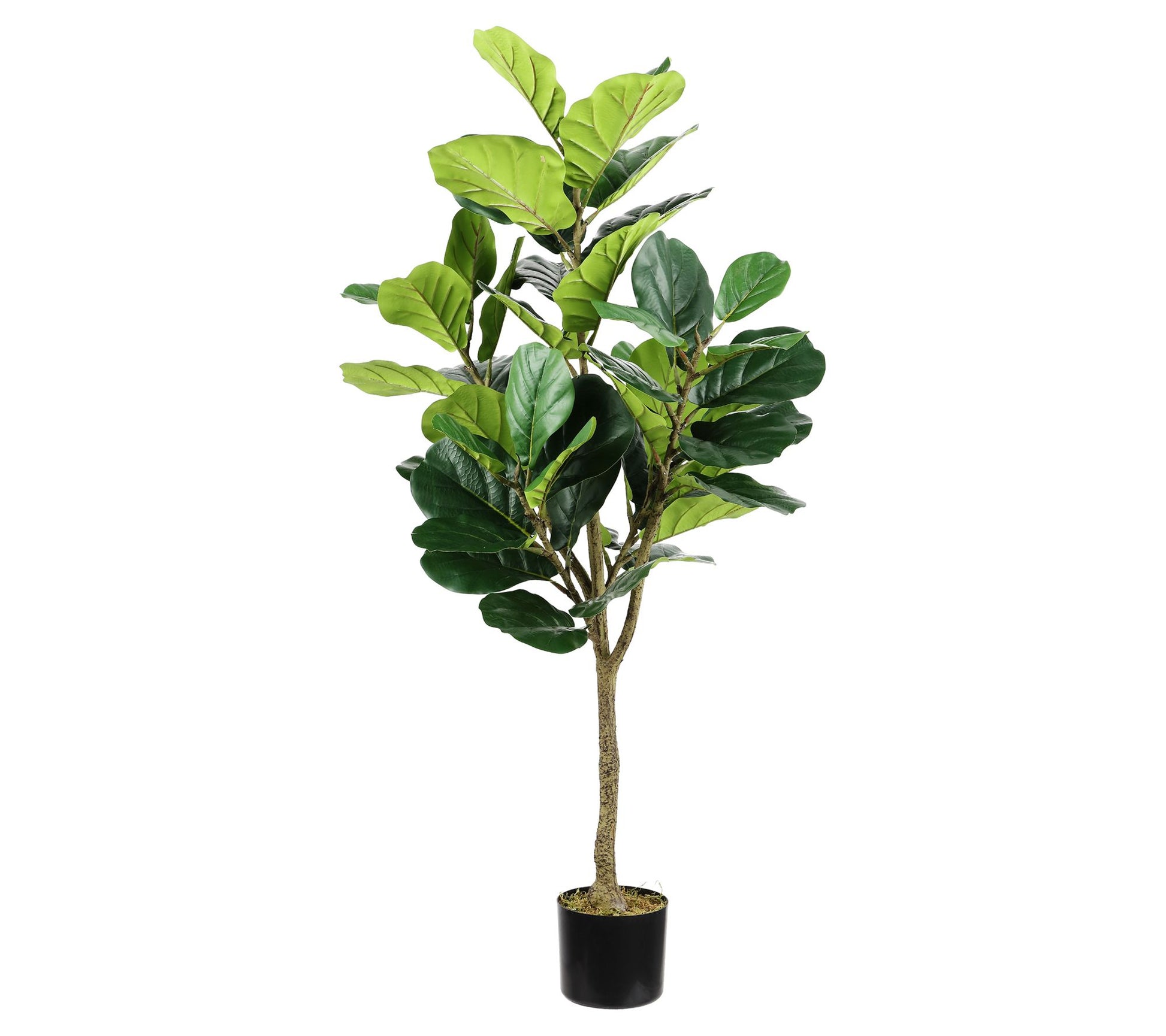 Safavieh Faux Multi Branch Fiddle Leaf Fig 72" Potted Tree