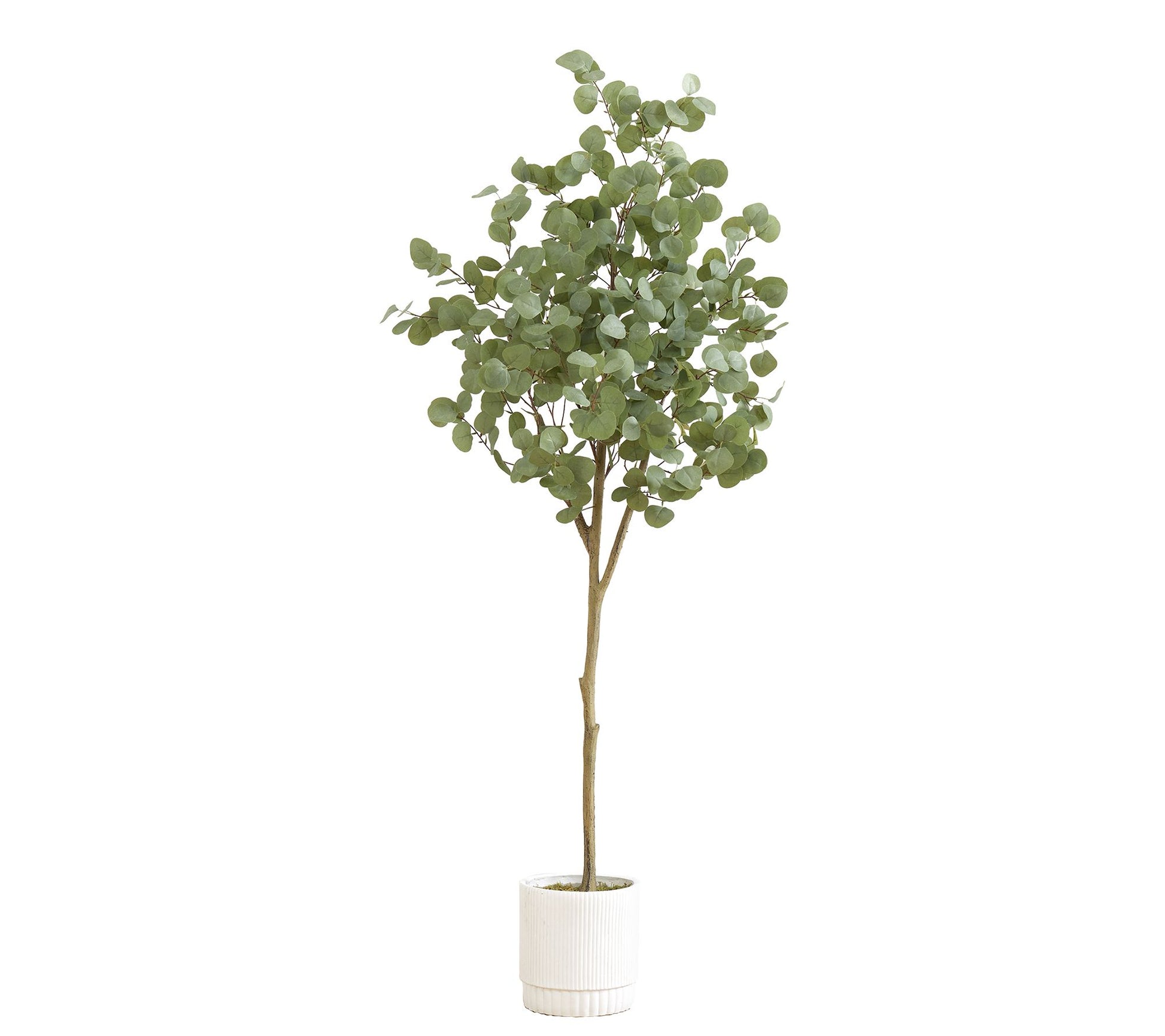 6' Artificial Eucalyptus Tree with White Decorative Planter