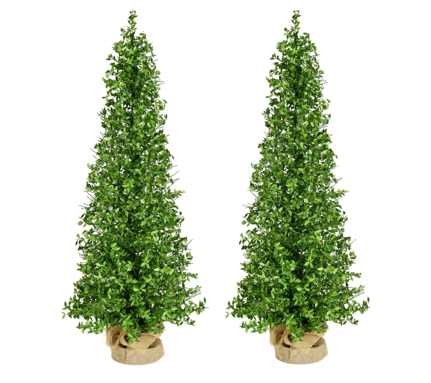 Fraser Hill Farm 4-Ft. Boxwood Porch Tree in Burlap Set of 2