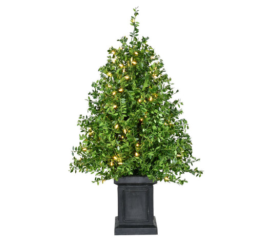 Fraser Hill Farm 4-Ft. Boxwood Porch Tree in Pot